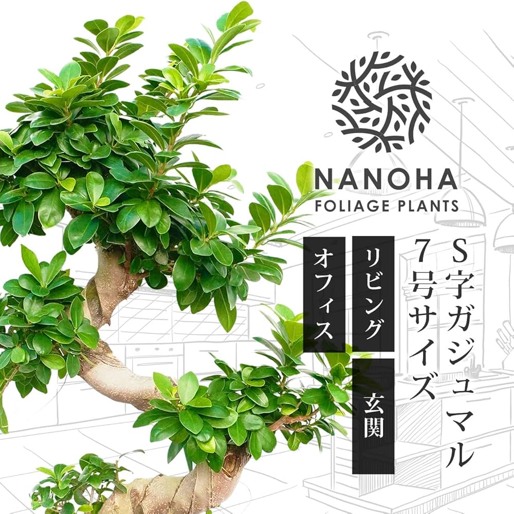 Amazon｜ガジュマルS字 育てやすい大型サイズ 7号 高さ70～80cm