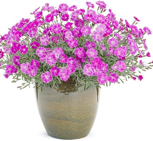 Miniatura 7 de QAUZUY GARDEN 100 Semillas Pink Dianthus Cheddar Pinks Carnation Sweet William Seeds Perenne Flower Heirloom Cubierta de suelo fácil de cultivar