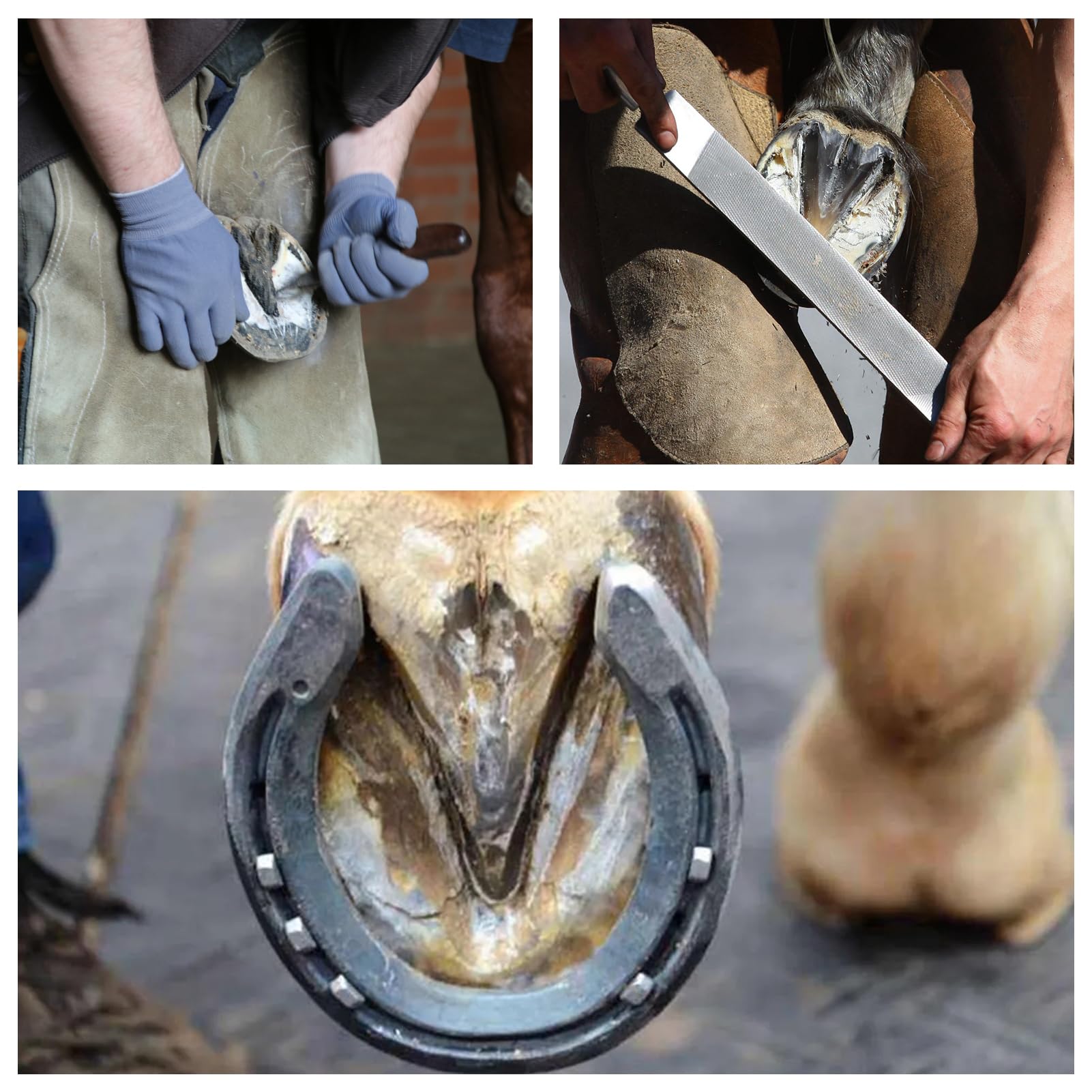 Outil de maréchal-ferrant Cheval 9 pièces Acier Fer à Cheval Pinces coupantes râpe à Sabot Marteau Ergonomique