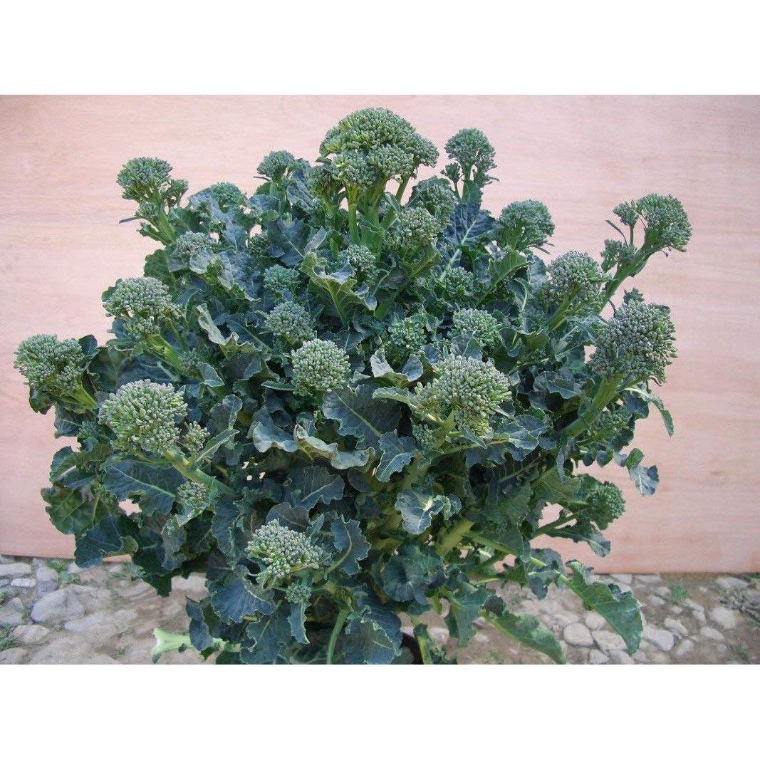 Amazon.com : Atlantis Brokali Hybrid Seeds - Hybrid Cross Between
