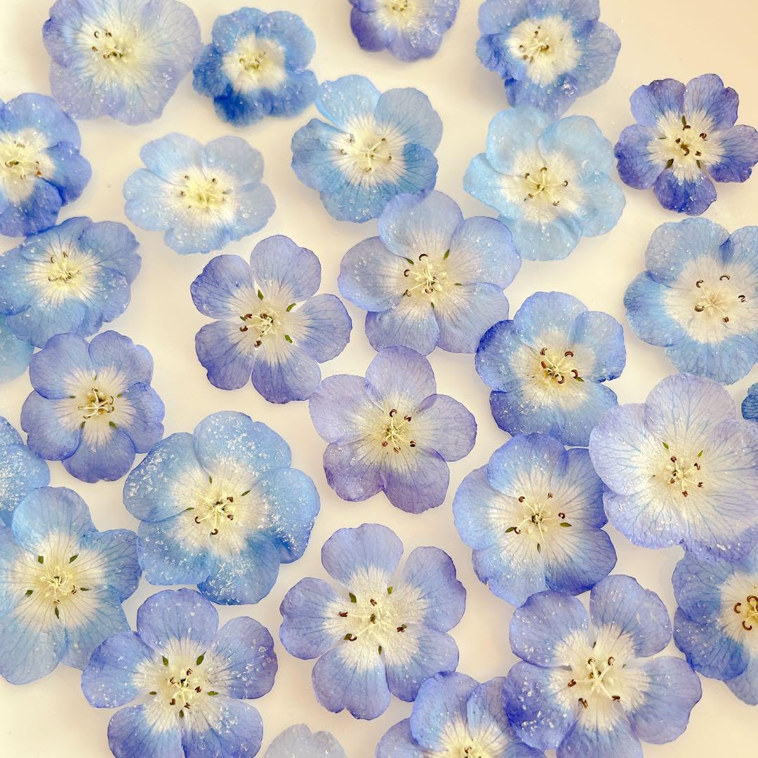 Amazon | ネモフィラ ドライフラワー 30輪 | ノーブランド品 | ドライ