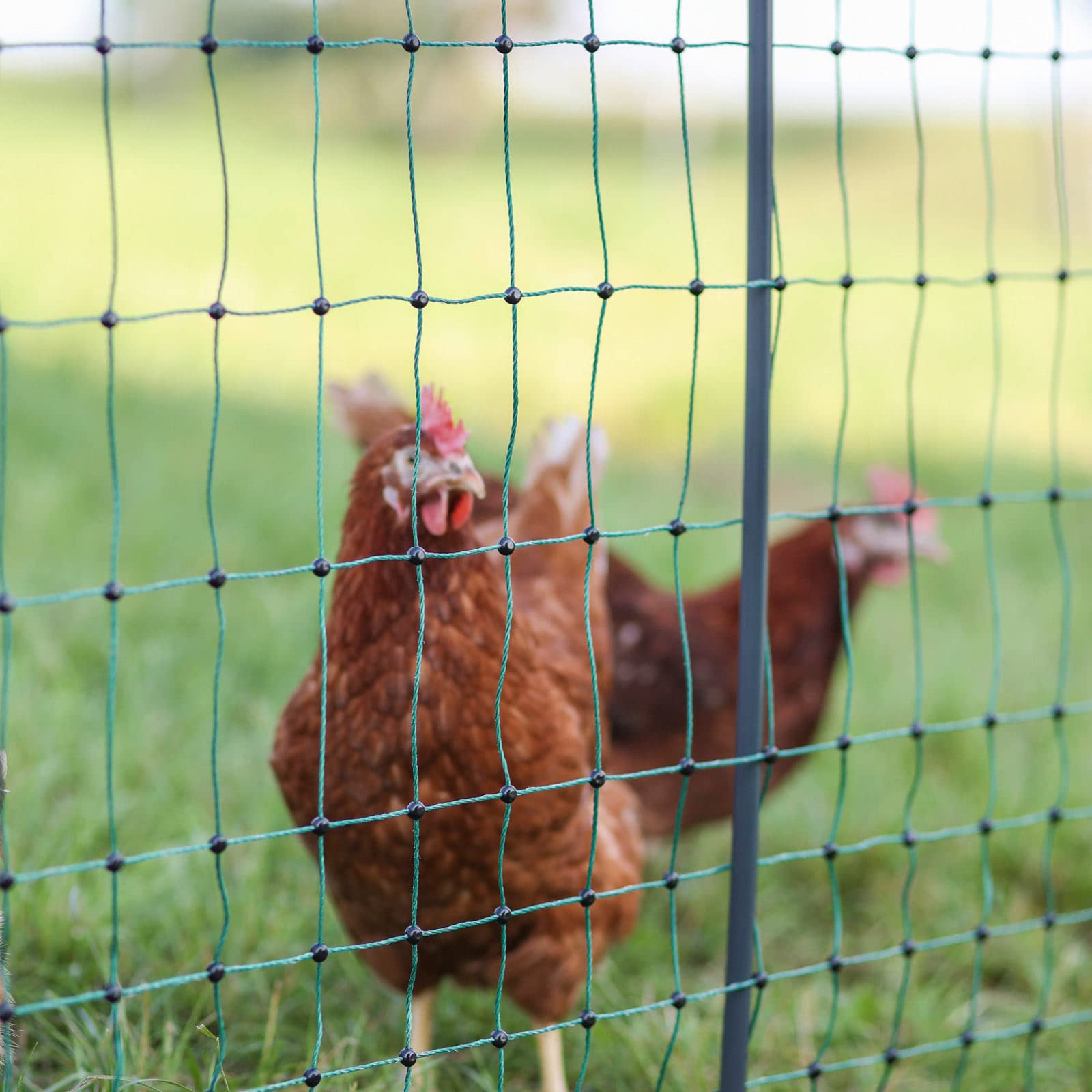 Agrarflora Geflügelnetz - engmaschiger Hühnerzaun - Weidezaun Agrarflora Geflügelnetz - engmaschiger Hühnerzaun - Weidezaun