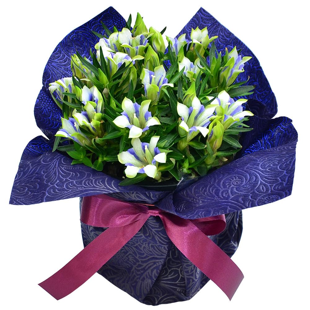 Amazon｜【花工房エーデルワイス】 敬老の日 花 プレゼント リンドウ