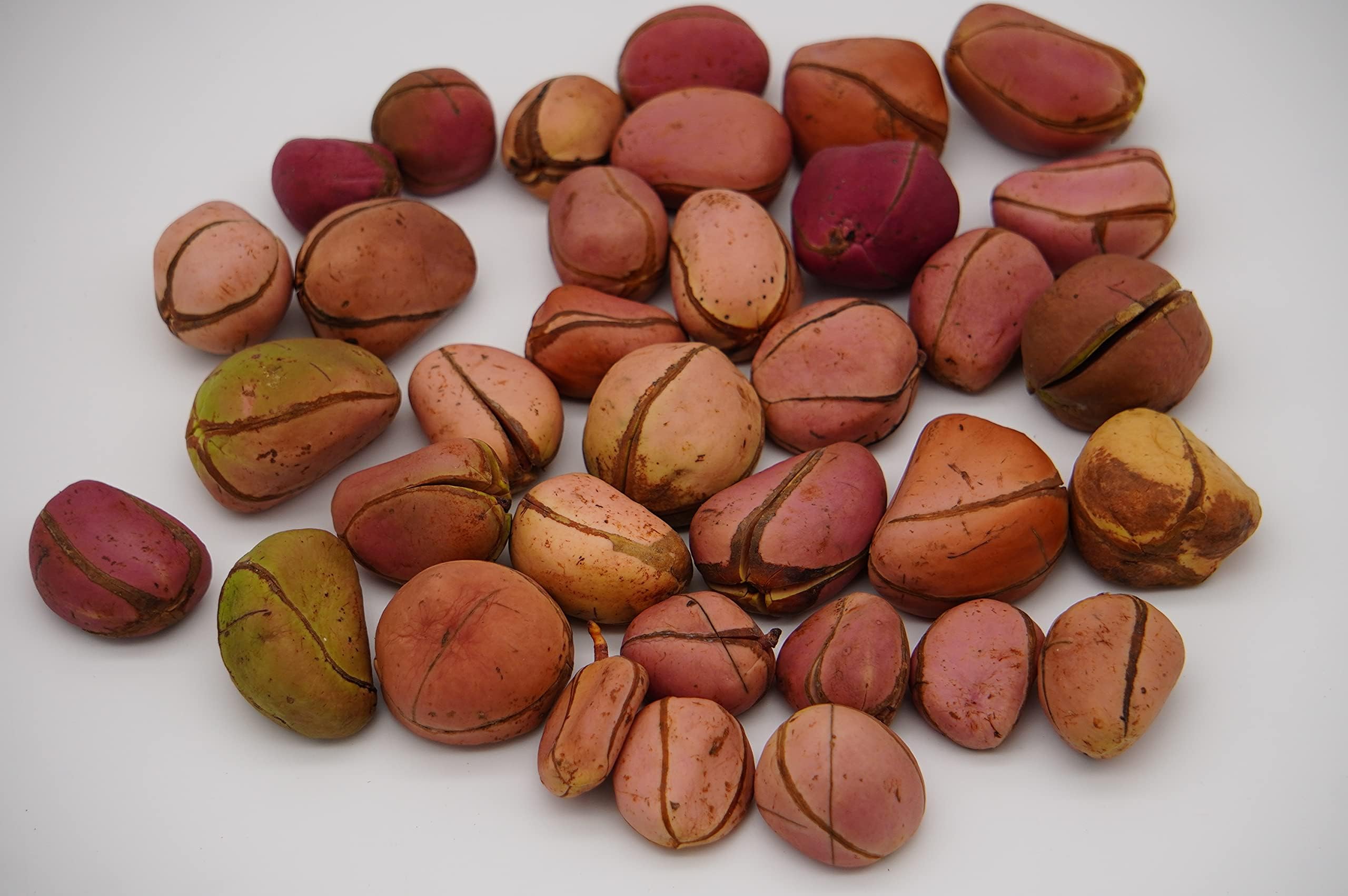 4-Lobe Kola Nuts Red Ripe 8 oz
