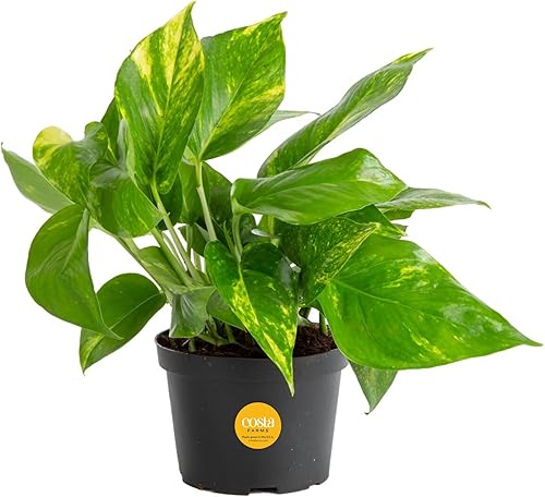 Miniatura 5 de Costa Farms Helecho Boston, planta de helecho vivo premium para interiores o exteriores y planta viva Golden Pothos, planta de interior de fácil