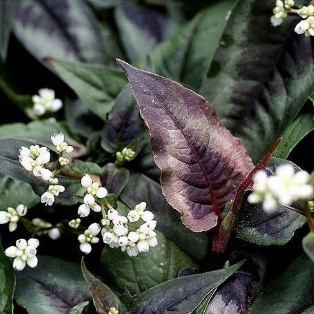 Amazon.co.jp: ペルシカリア レッドドラゴン リーフプランツ 抜き苗