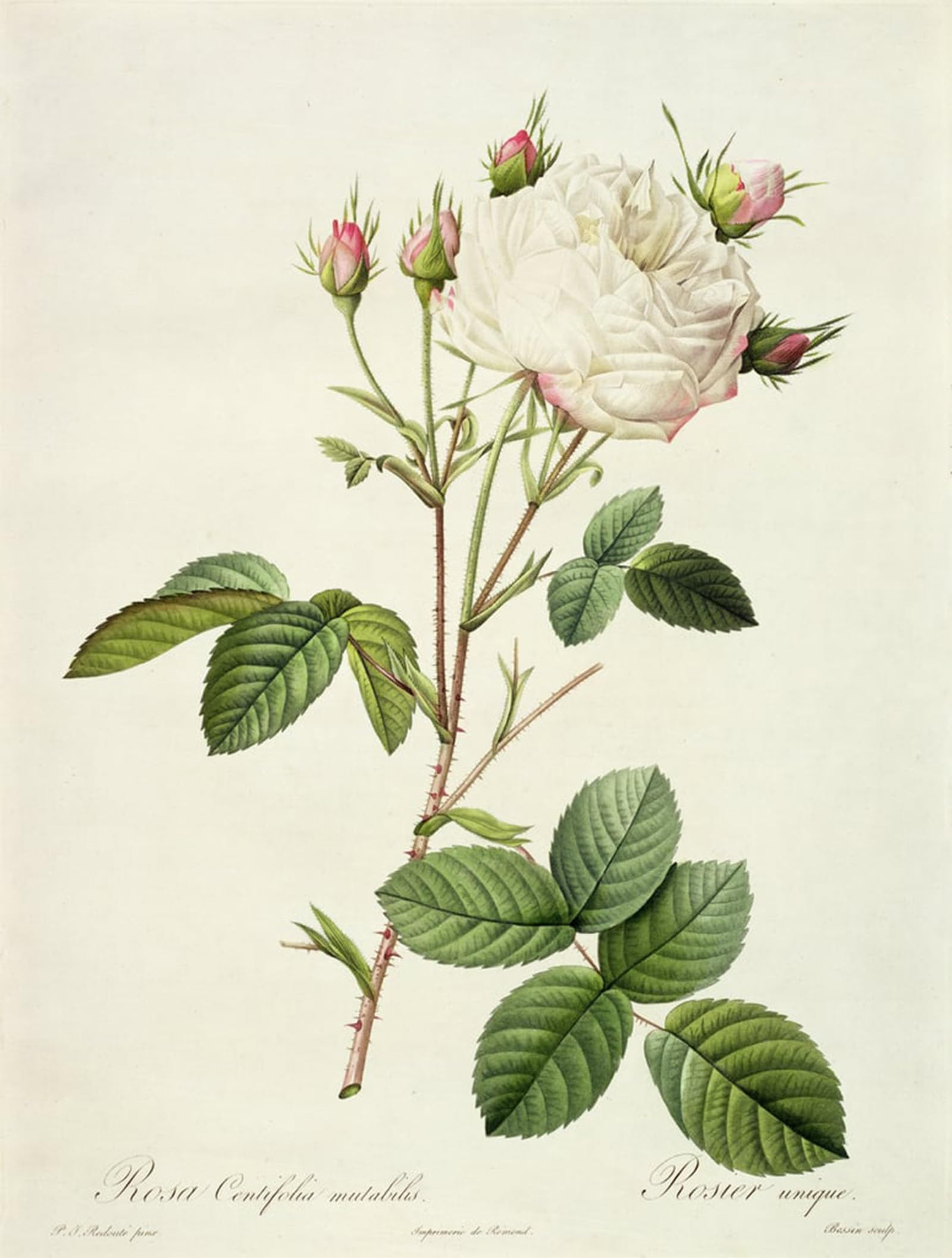 SERENDIPITP Vintage Wall Art Canvas Nordic Poster Canvas Print Picture Rosa Centifolia Mutabilis by Pierre Redouté Wall Art Poster for Home Decor 60x90cm