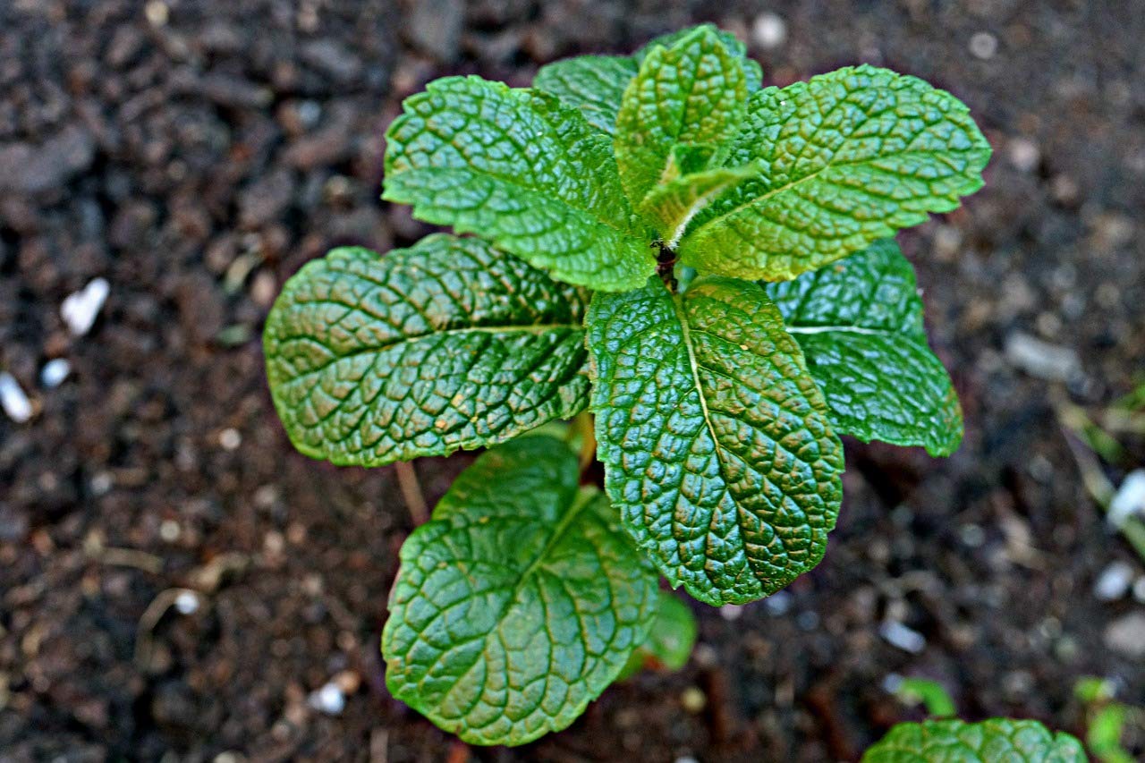 See full amazon price history chart for OL Seeds - Pudina seed, Pudina Seeds, Pudina Plant seed, Pudina Herbs seeds (pack of 50 Seeds) OL Seeds - Pudina seed, Pudina Seeds, Pudina Plant seed, Pudina Herbs seeds (pack of 50 Seeds) (B08RCPBMKK) Amazon Price History, Amazon Price Tracker