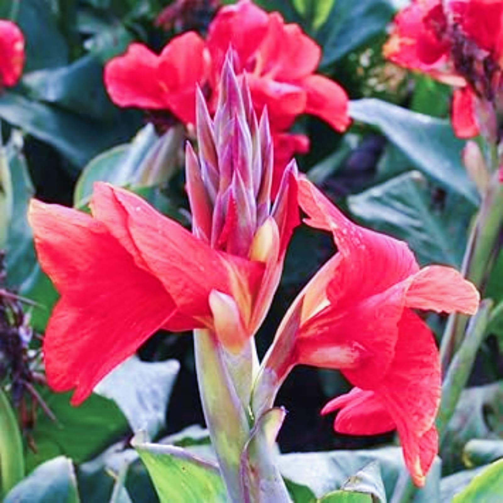 Canna Plants for Sale/Canna Lily Plant Root Excellent Display Indoor Perennial Balcony Garden Bulbs Can Be Potted-3bulbs-S