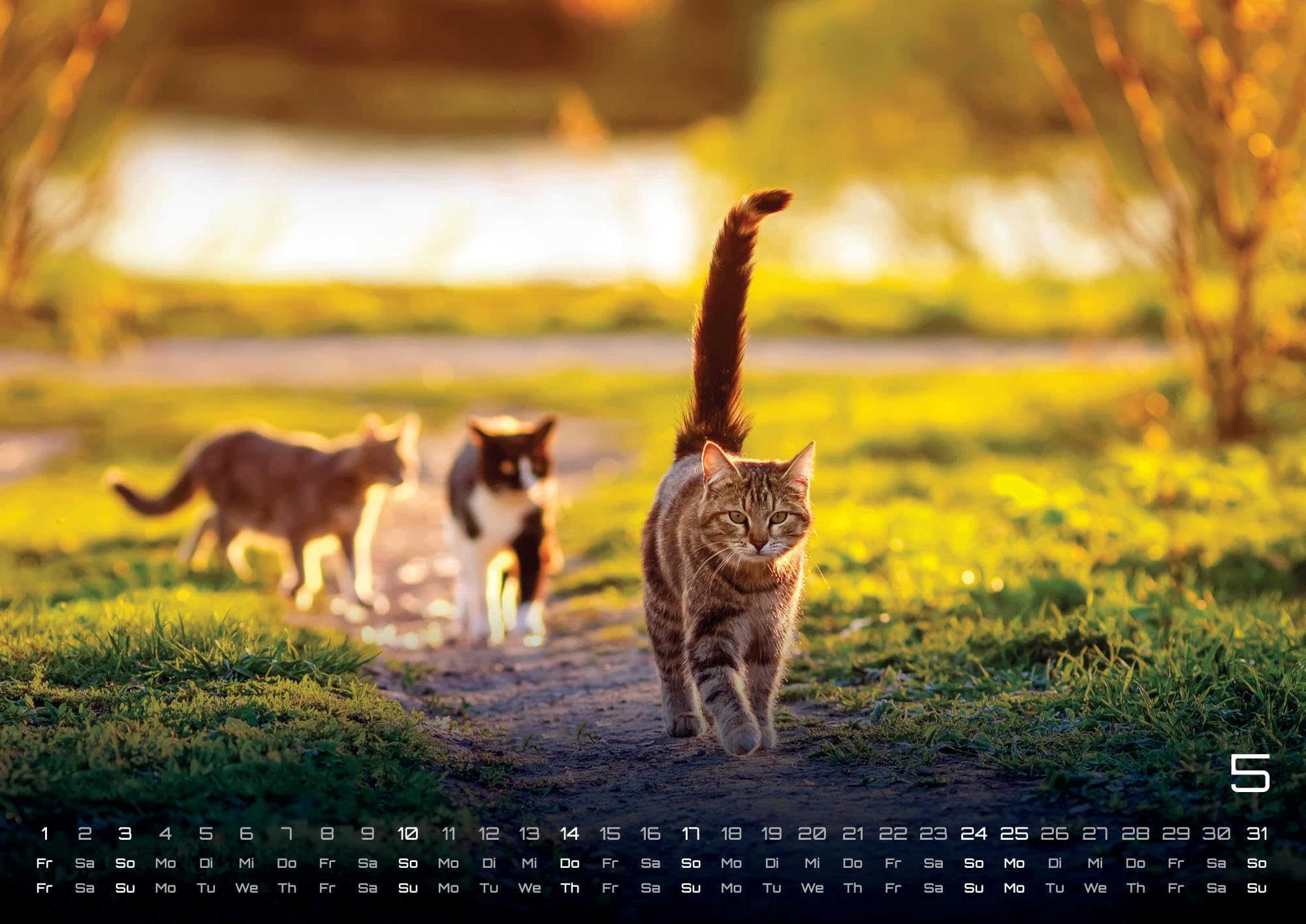 Miau - Unsere Stubentiger - Der Katzenkalender - 2026 - Kalender DIN A2: Der Wandkalender mit den schönsten Katzen-Motiven für das Jahr 2026 im extragroßen Format DIN A2 (ca. 60 x 42 cm)!