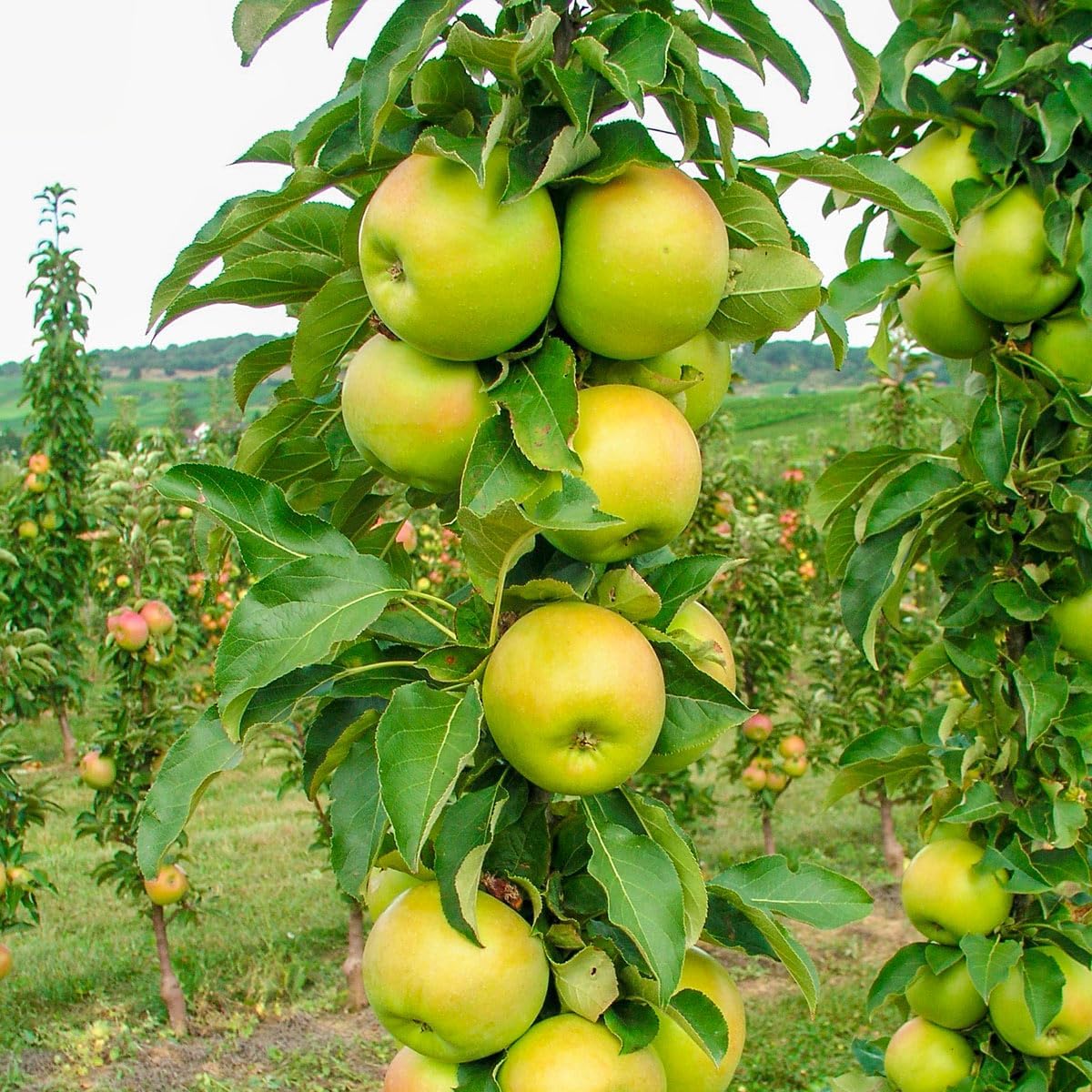 Direct Gardening Tangy Green Fruit Snacks Upright Apple Dormant Bare Root Starter Fruit Tree
