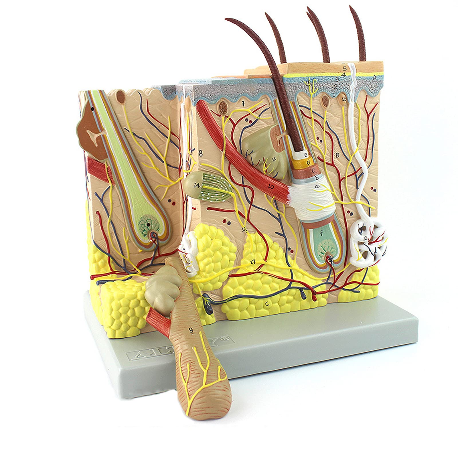 Buy Skin Anatomy Model, 70 Times Human Big Anatomical Skin Magnified