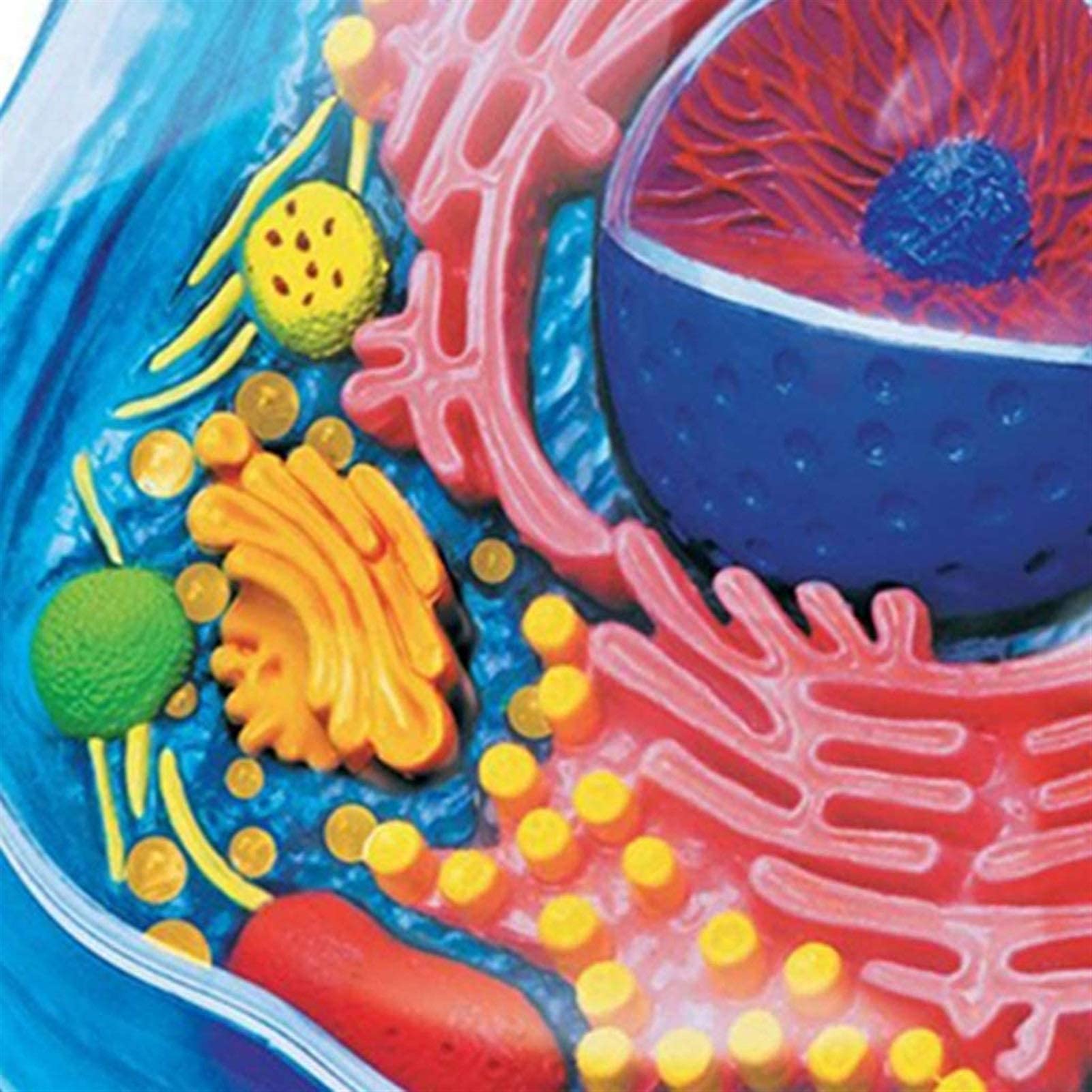 Model anatomii komórki – zdejmowany 24-częściowy zestaw naukowy do anatomii komórek zwierzęcych – nauczanie – do ekspozycji do nauki, zabawka montażowa do demonstracji