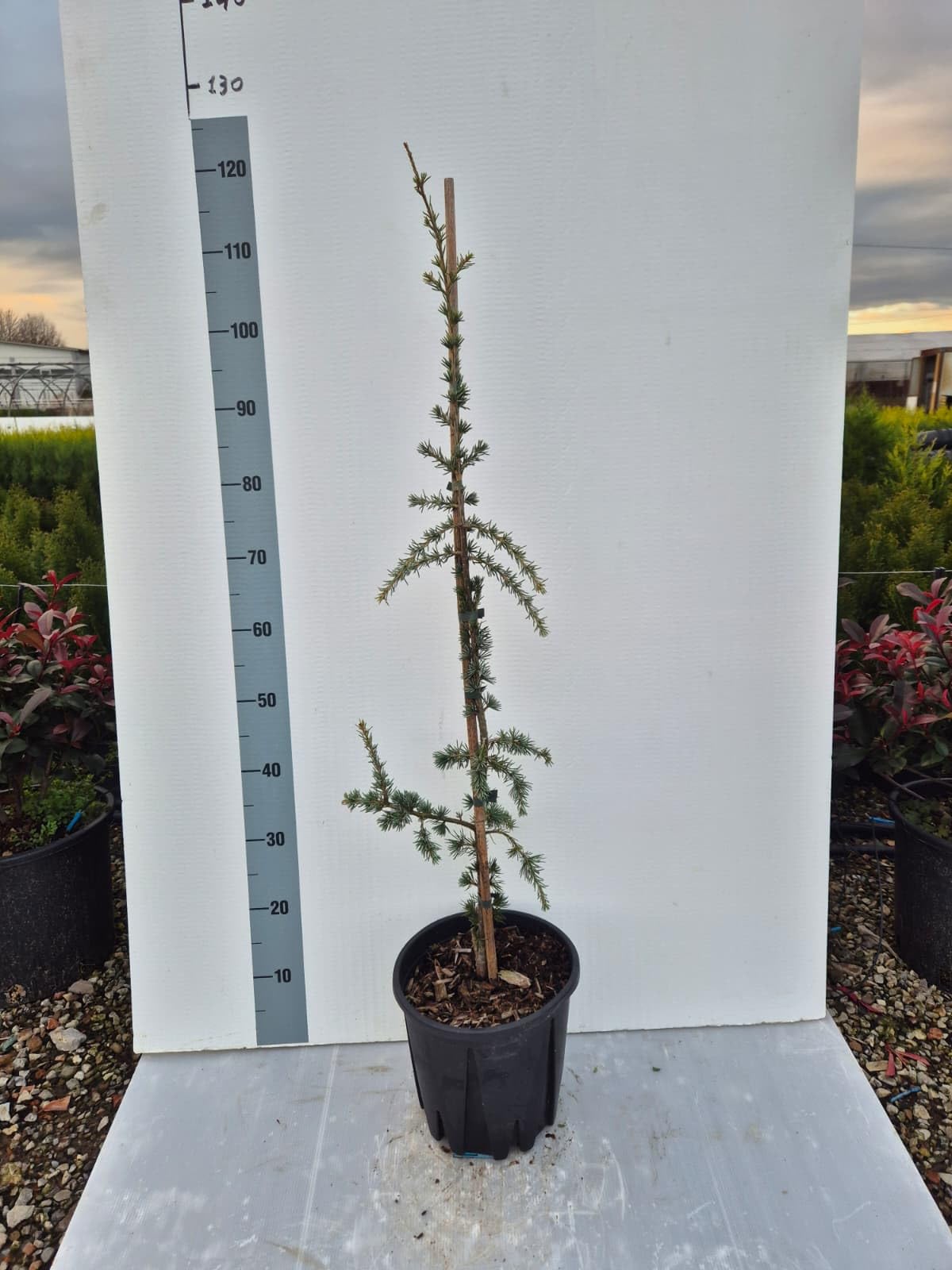 Cedro Atlantica Glauca Pendula – Cedro Azzurro Ricadente | Albero Ornamentale Elegante e Scultoreo – Vaso 22 cm - Vivai Giulian Giovani Piante