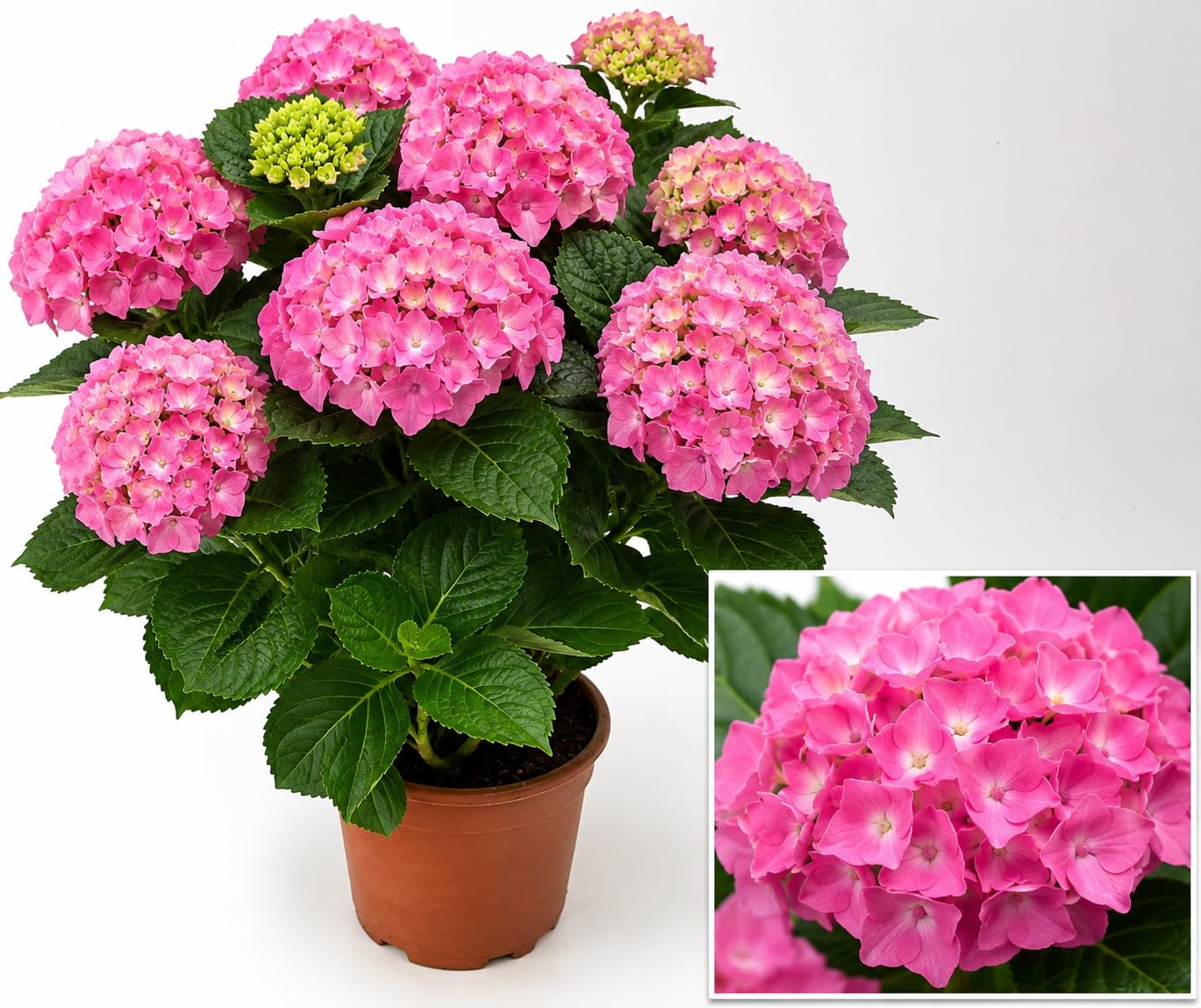 POWERS TO FLOWERS - ORTENSIA ROSA XXL, VASO 19CM DIAMETRO, pianta vera