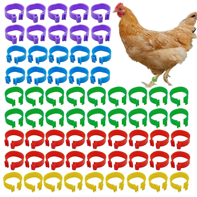 ZiftMART 16mm 鸡只识别腿带 彩色塑料鸟腿环