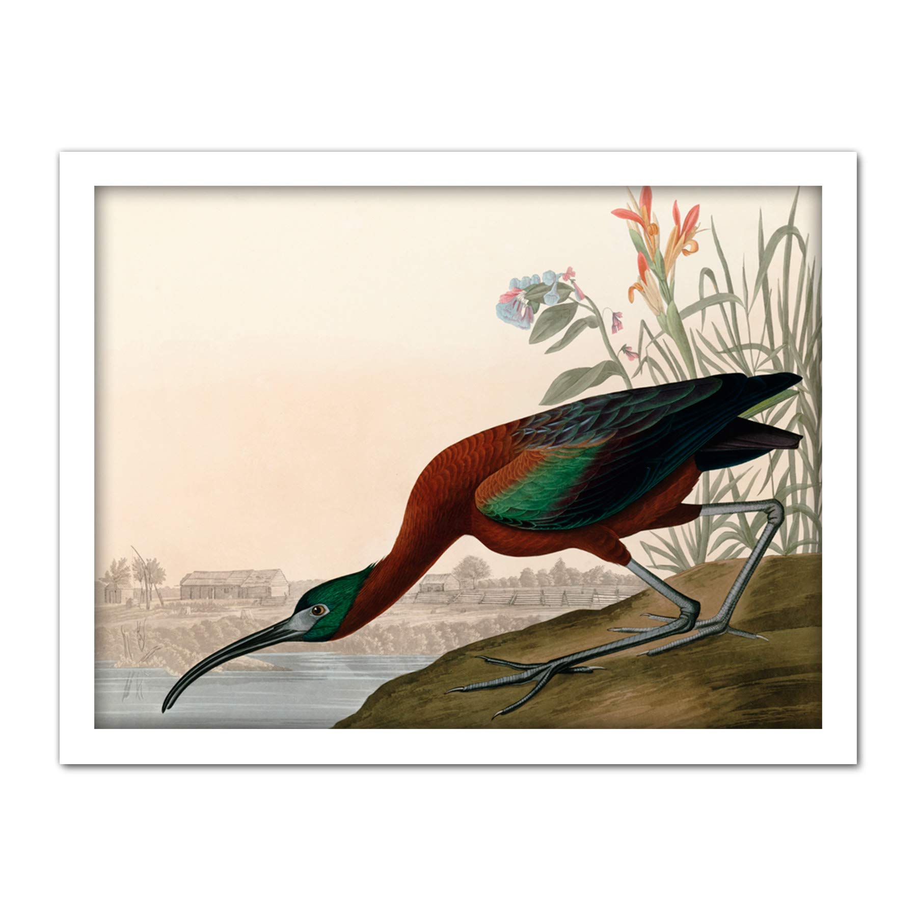 Artery8 Audubon Birds Glossy Ibis Painting Artwork Framed Wall Art Print 18X24 Inch
