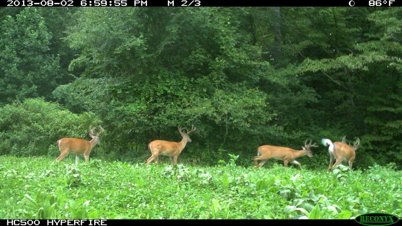 Tecomate Monster Mix Turkey and Deer Food Plot Seed. Premium Clover and Chicory Blends Provide Fall Attraction for Hunting Food plots & Year-Round Nutrition for Healthier Deer (25 LB) : Sports & Outdoors