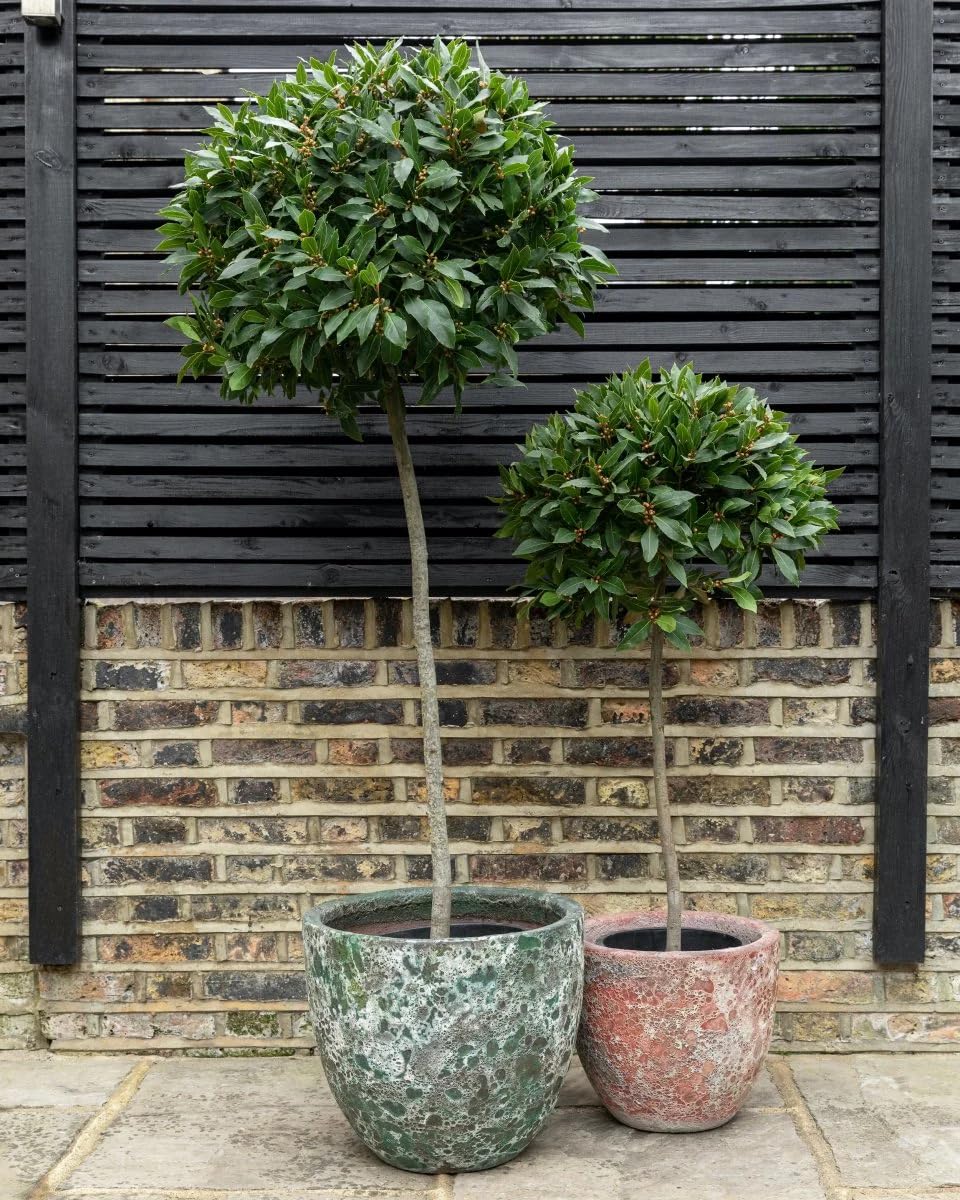 Alloro "Laurus nobilis" pianta aromatica sempreverde ad alberello in vaso ø24 cm h. 100/120 cm Vivaio di Castelletto