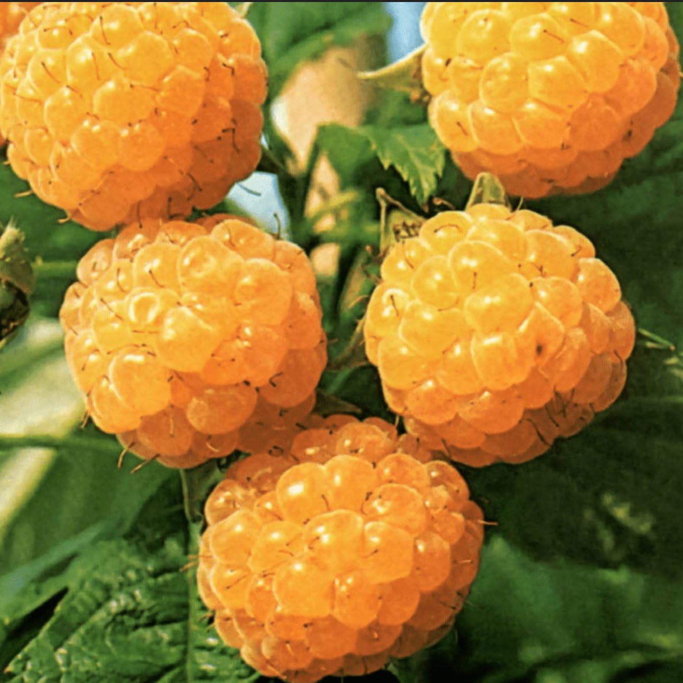 Plant World Seeds - Raspberry Fall Gold Seeds (Edible Berry Seeds)