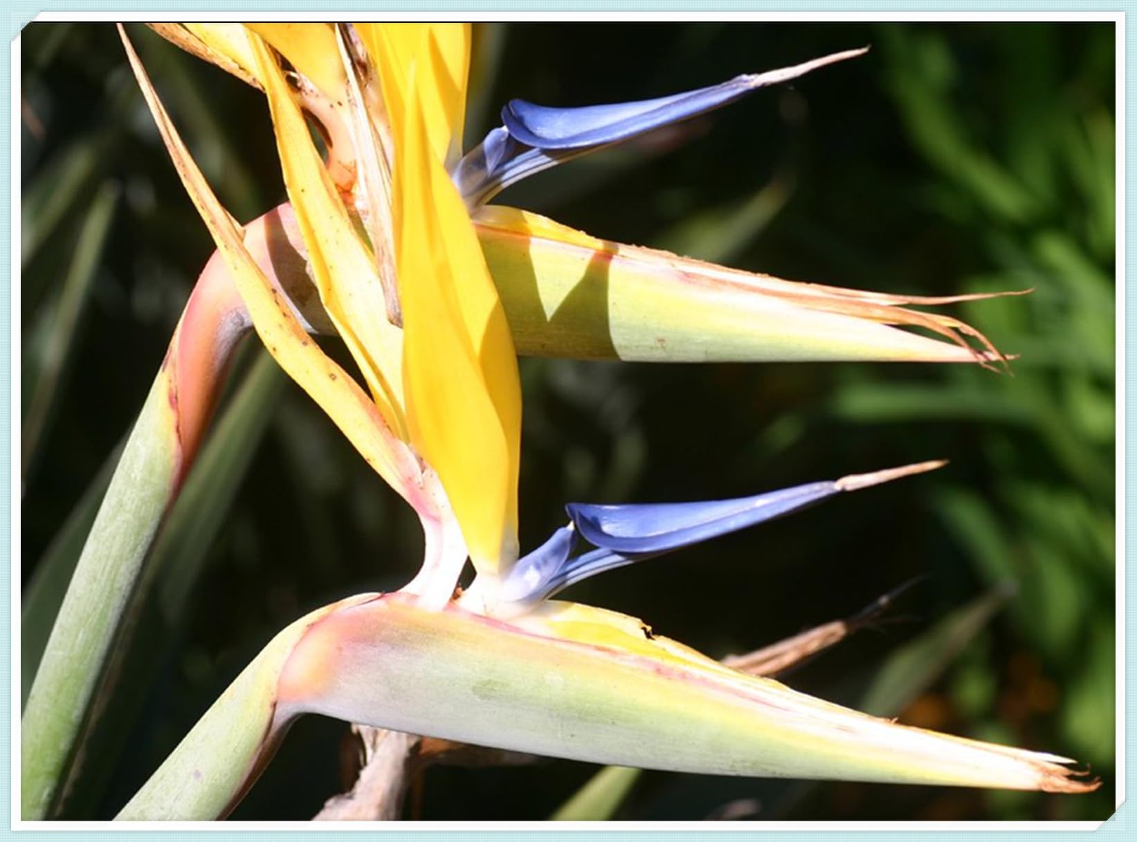 Cut Flowers,Strelitzia Bulbs, Excellent Display, Greening Flower, Bird of Paradise Plant Bulbs,Natural Organic, Good for Containers-3 Bulbs-G
