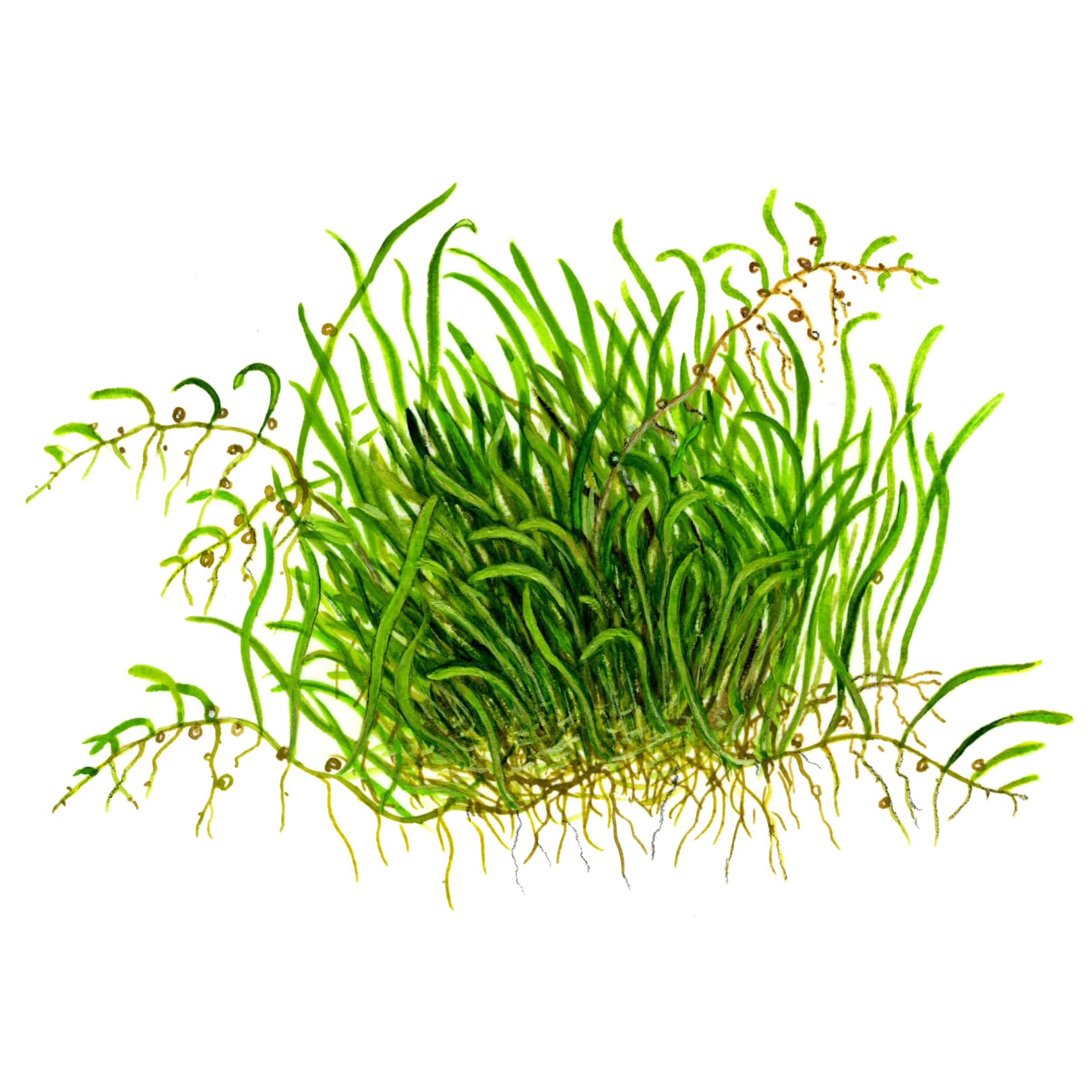 Tropica 1-2-GROW! Utricularia graminifolia - Grasblättriger Wasserschlauch - In-Vitro Aquariumpflanze