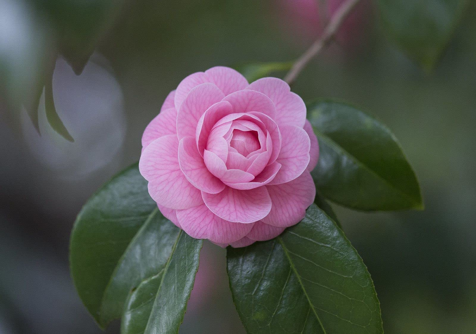 GreenLife Very Pretty Camellia Flower (Queen Of Winter) Camellia Japonica Kamiliya Flower Live Plant Genuine Variety (Purple/Violet)