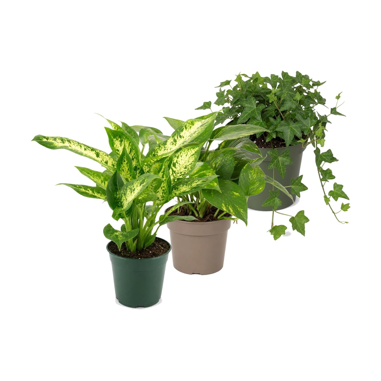 Pack 3 Plantas: Dieffenbachia Compacta, Poto Verde y Hiedra Verde DECOALIVE