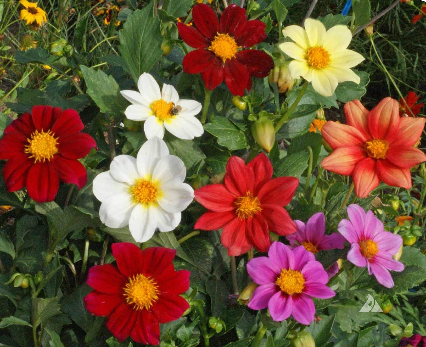 Earth Hopper F1 Dahlia Dwarf Single Mix Flower Seeds - 35 Seeds Home Garden Pack (B09TR1G8Q7) Amazon Price History, Amazon Price Tracker