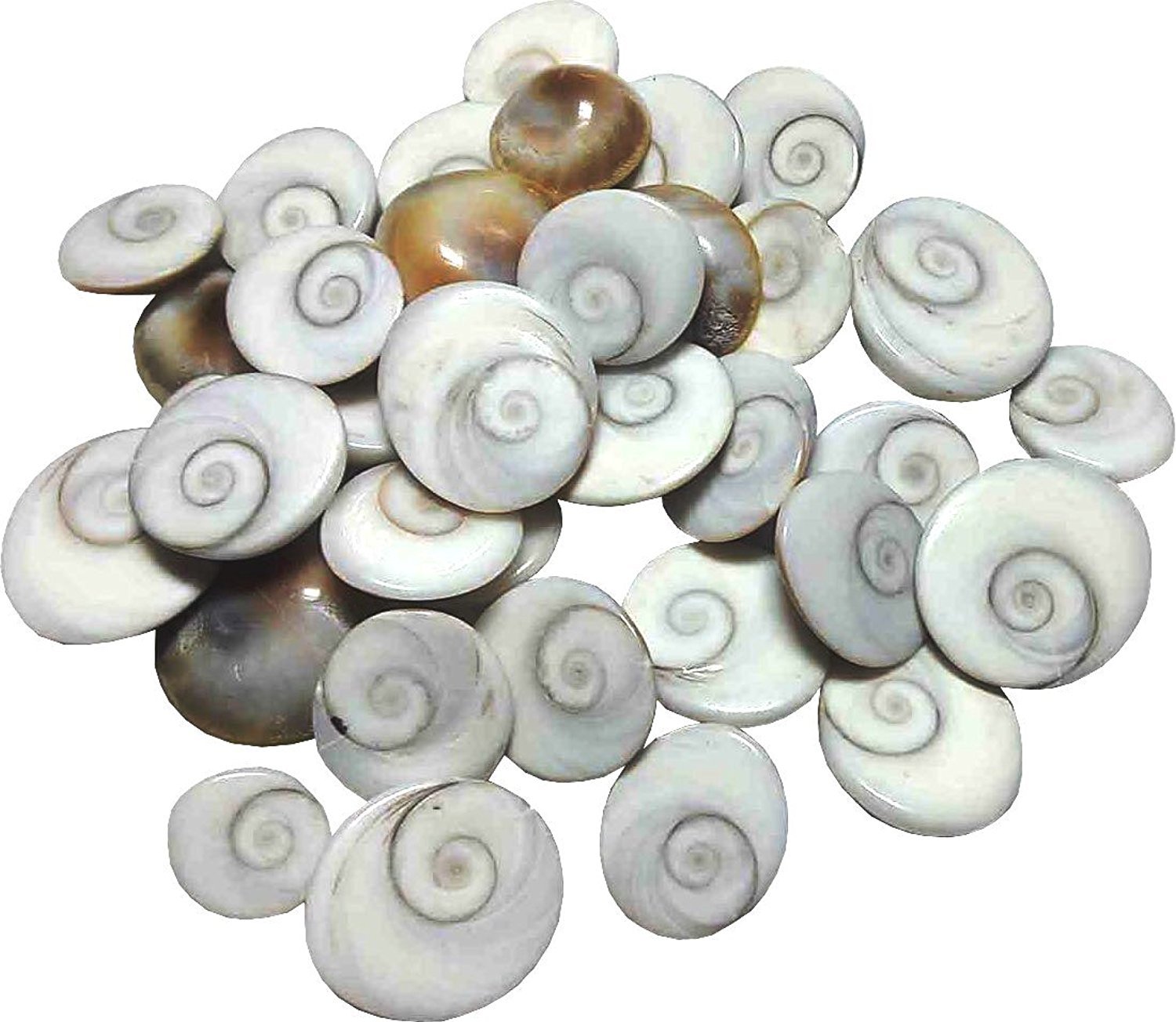 SAIHARSHINI Original Energized Gomti Chakra (21 Chakras)