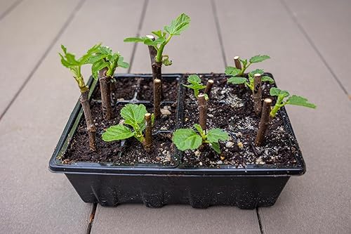 Miniatura 5 de Gardzen Paquete de 10 bandejas de inicio de semillas, bandejas de germinación de plantas, kit de inicio de semillas con cúpula ventilada de humedad