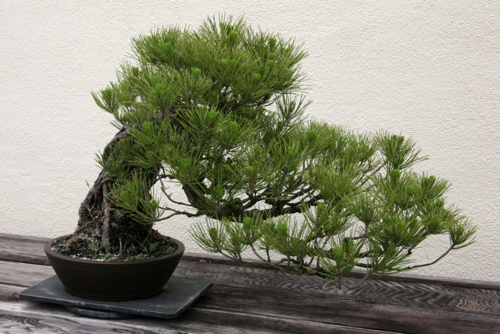 Amazon.com : SAFLAX - Bonsai - Stone Pine - 6 seeds - Indoor Bonsai - Pinus  pinea : Patio, Lawn & Garden