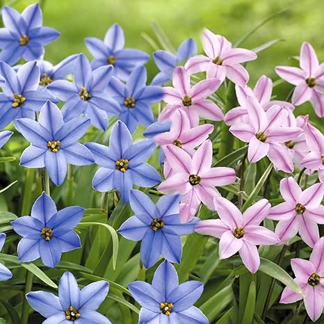 Amazon ハナニラ アイフェイオン ハナニラセット 2色球 各10球 球根 秋植え球根 国華園 22年秋商品 球根 Amazon ハナニラ アイフェイオン ハナニラセット 2色球 各10球 球根 秋植え球根 国華園 22年秋商品 球根