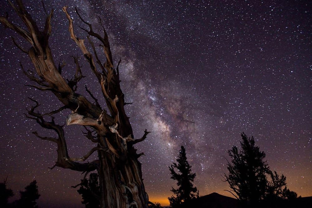 The milky way sky night trees etract winner of astronomical photographs - Print on Canvas (35x24inch: Unframed)