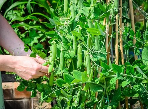 Miniatura 3 de Semillas de guisantes Little Marvel para plantar, más de 50 semillas tradicionales por paquete, semillas de jardín de Isla (semillas de jardín de