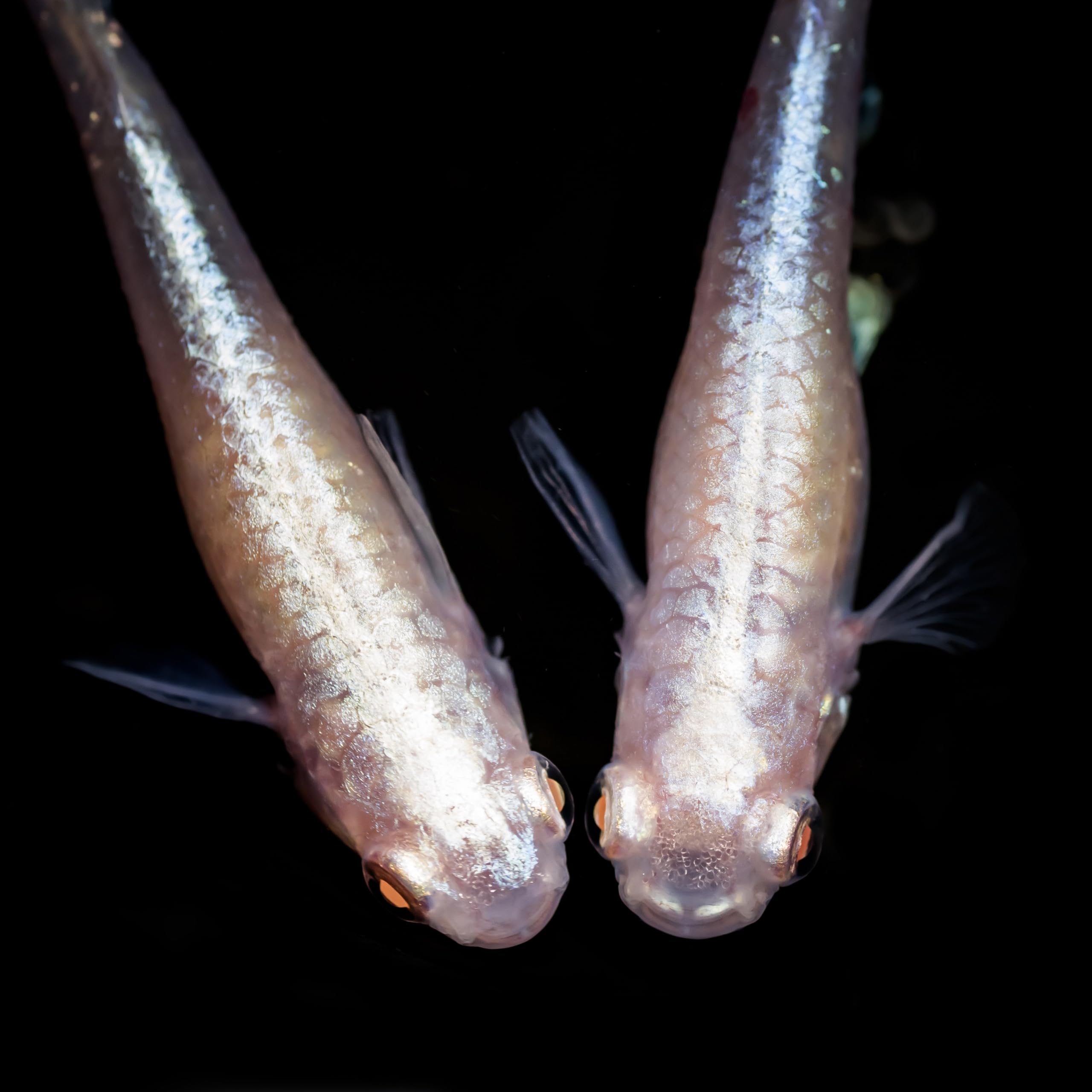 兵庫メダカ】送料無料 王妃メダカ 有精卵20個 +α メダカ