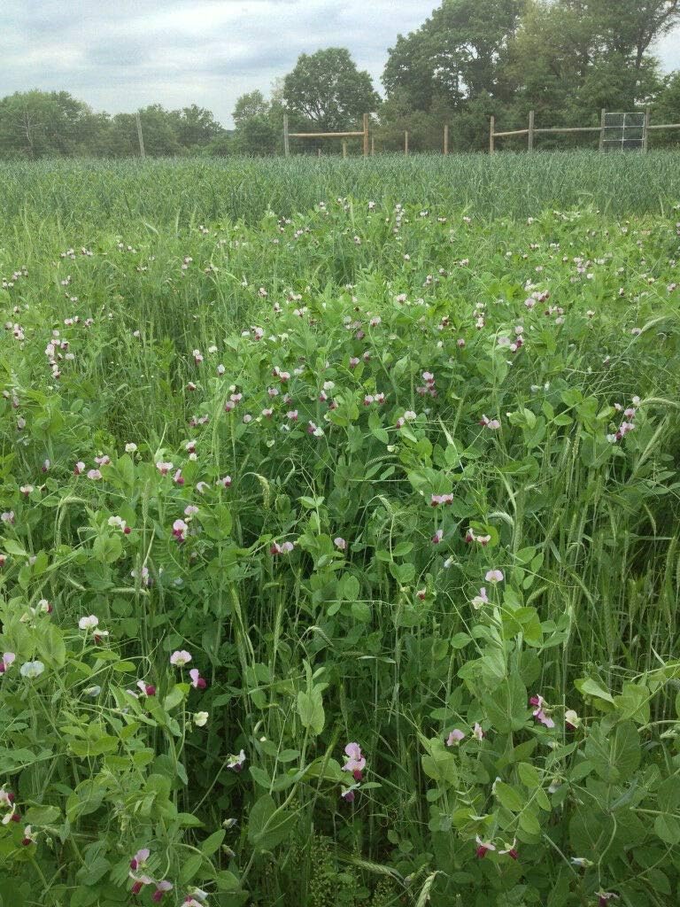 5lbs Austrian Winter Pea Seeds Peas Open Pollinated Cover Crop Forage Deer Food Plot 5 Pounds Seed by JL Missouri Parts