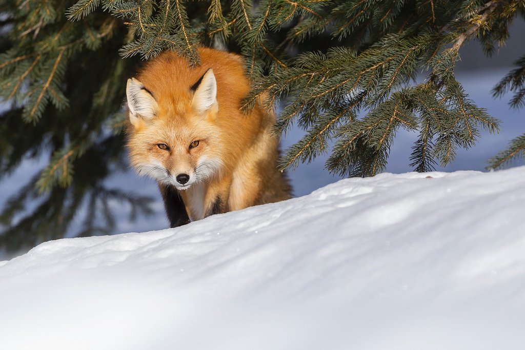 Red Fox Desktop Wallpaper