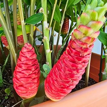 2Pcs Awapuhi Shampoo Ginger Roots, Zingiber Zerumbet Pinecone Ginger for Outdoor Planting, Fresh Ginger Rhizomes to Grow
