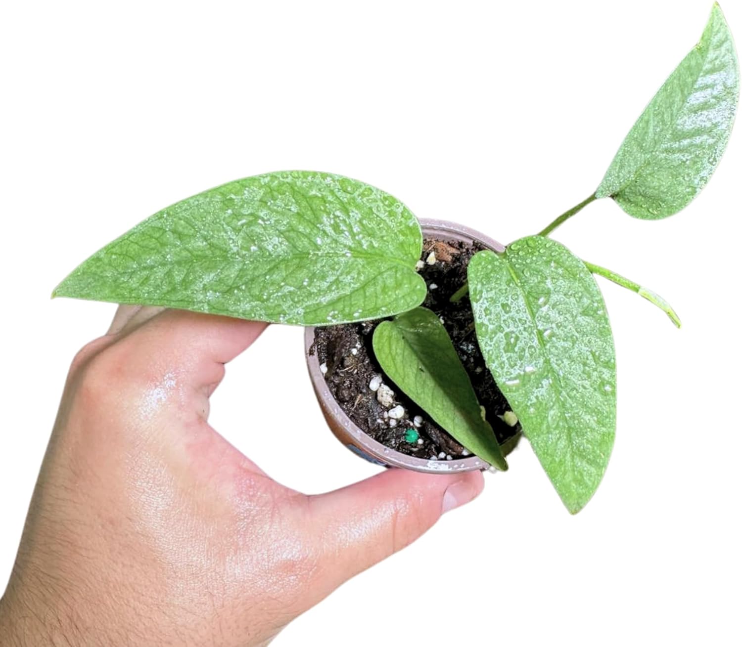 PLANTVERS Cebu Blue Pothos Live Plant – Epipremnum Pinnatum – Cebu Blue Live Vining Plant – Low Light Indoor Houseplant – Easy Tropical Climbing Plant – Air Purifying Indoor Plant (2" Nursery Pot)