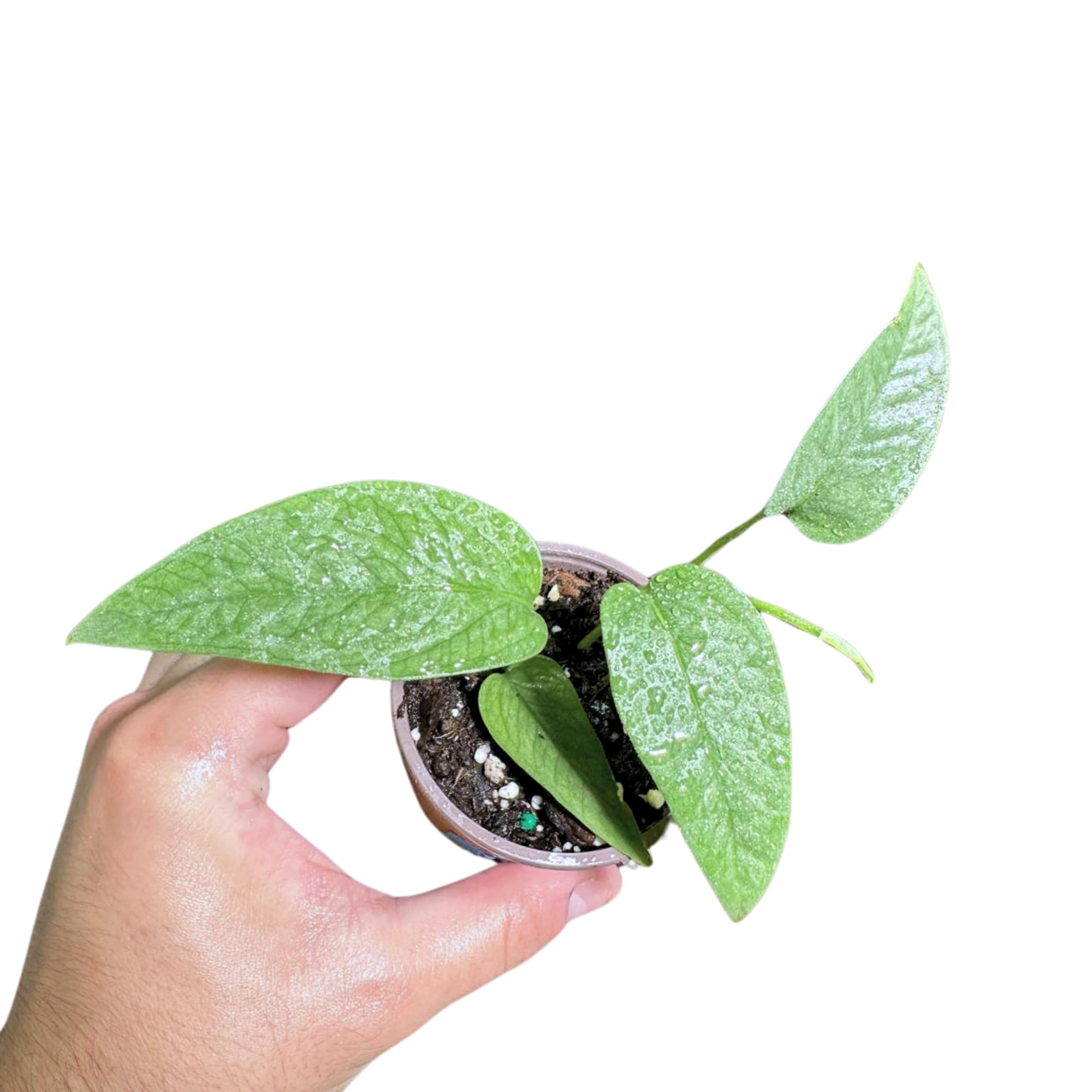 Amazon.com : PLANTVERS Cebu Blue Pothos Live Plant  Epipremnum Pinnatum   Cebu Blue Live Vining Plant  Low Light Indoor Houseplant  Easy Tropical  Climbing Plant  Air Purifying Indoor Plant (