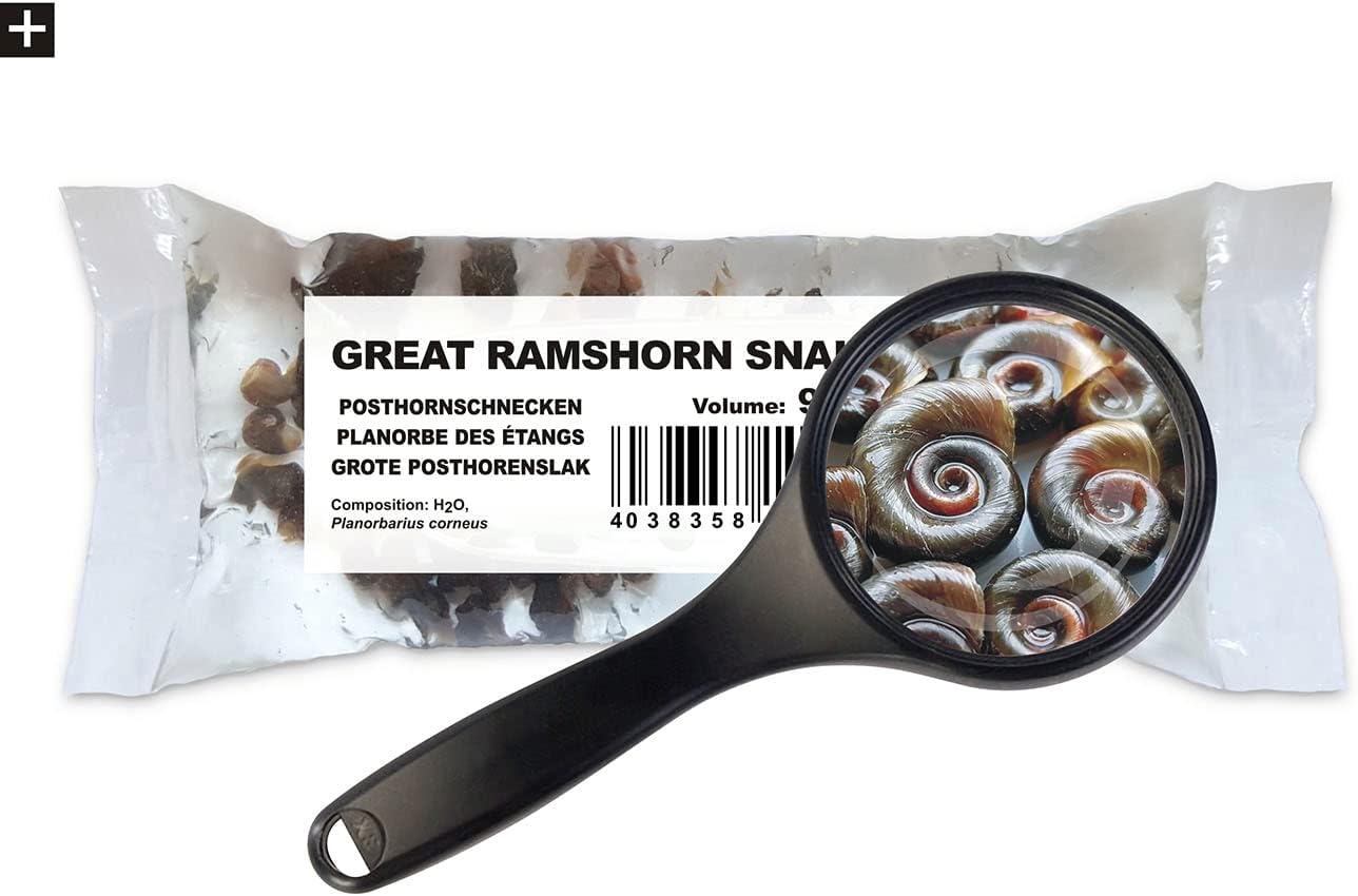 Lebendfutter Posthornschnecken mittel – 5 x 90 ml Beutel Futterschnecken – Fischfutter für Aquarienfische Lebendfutter Posthornschnecken mittel – 5 x 90 ml Beutel Futterschnecken – Fischfutter für Aquarienfische