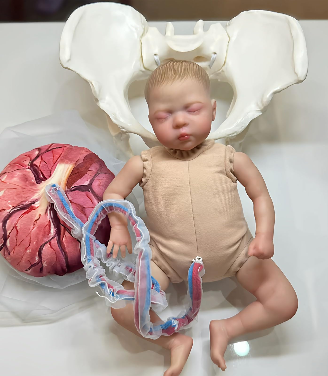 Weibliches Geburtsmodell Für Hebammen Mit Baby Modell Inkl Nabelschnur,Plazenta Und Beckenboden Modell Für Geburtshilfe Und Schulung in Der Weibliche Pelvis Geburtstagsmodell(B)