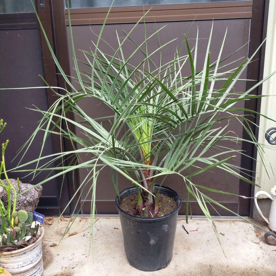 透涼 山採りハイノキの根巻き苗 【現品】山採り【ハイノキ】株立ち