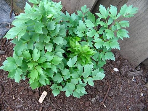 Miniatura 2 de Gaea's Blessing Semillas - Semillas de apio - Semillas sin OMG con instrucciones de siembra fáciles de seguir - Heirloom de polinización abierta de