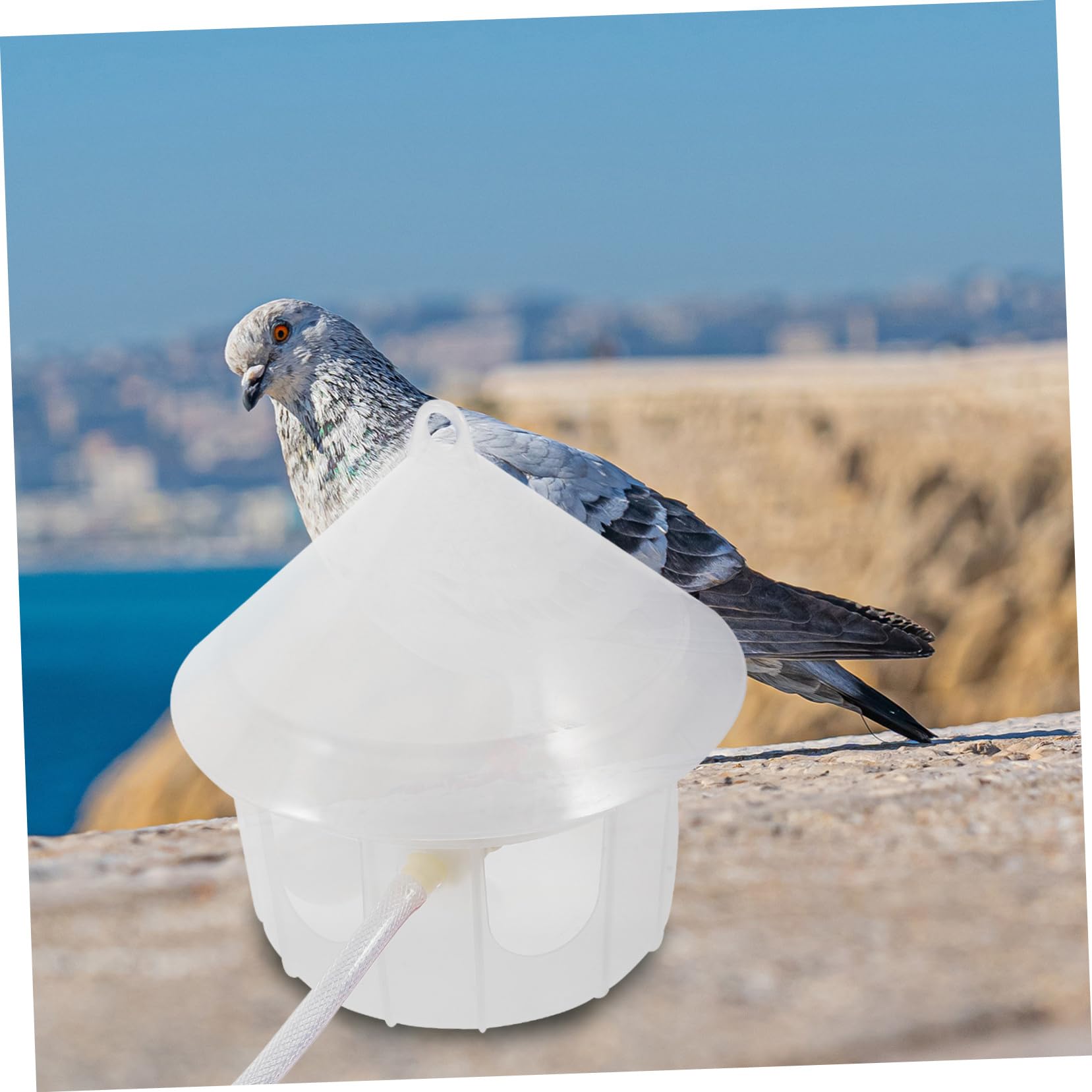 BESPORTBLE Distributore Acqua per Piccioni in Plastica, Facile da Pulire e Fissabile alle Gabbie per Uccelli, per Alimentazione Automatica di Pollame e Volatili