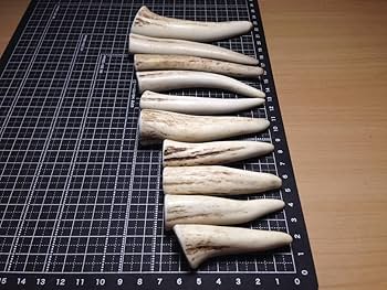 蝦夷鹿の角10本 蝦夷鹿の角10本 蝦夷鹿の角 10本 【公式通販】