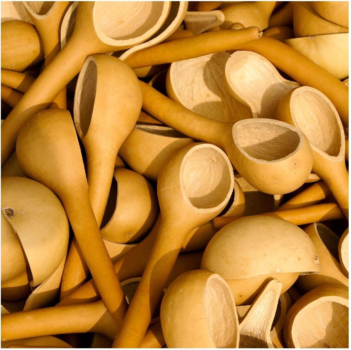 Everwilde Farms - 1 Lb Dipper Gourd Seeds - Gold Vault