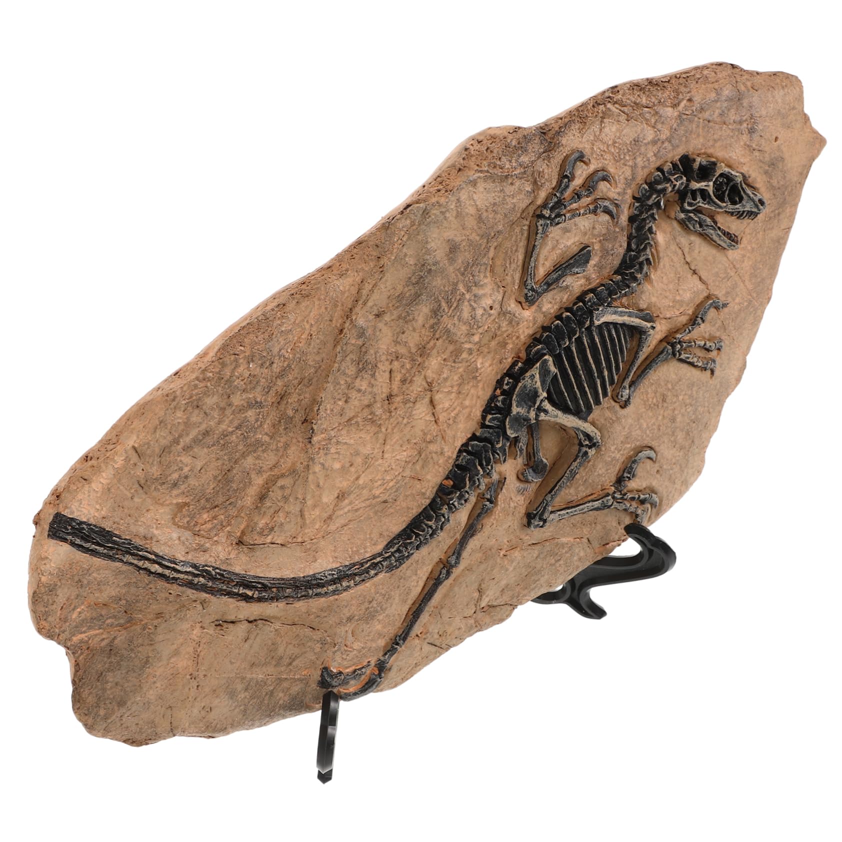 YARNOW Riproduzione di Fossile di Dinosauro da Scrivania in Resina, Decorazione Simulativa Educativa per Festa e Compleanno, Set Unico per Arricchire la Conoscenza dei Ragazzo Ragazza