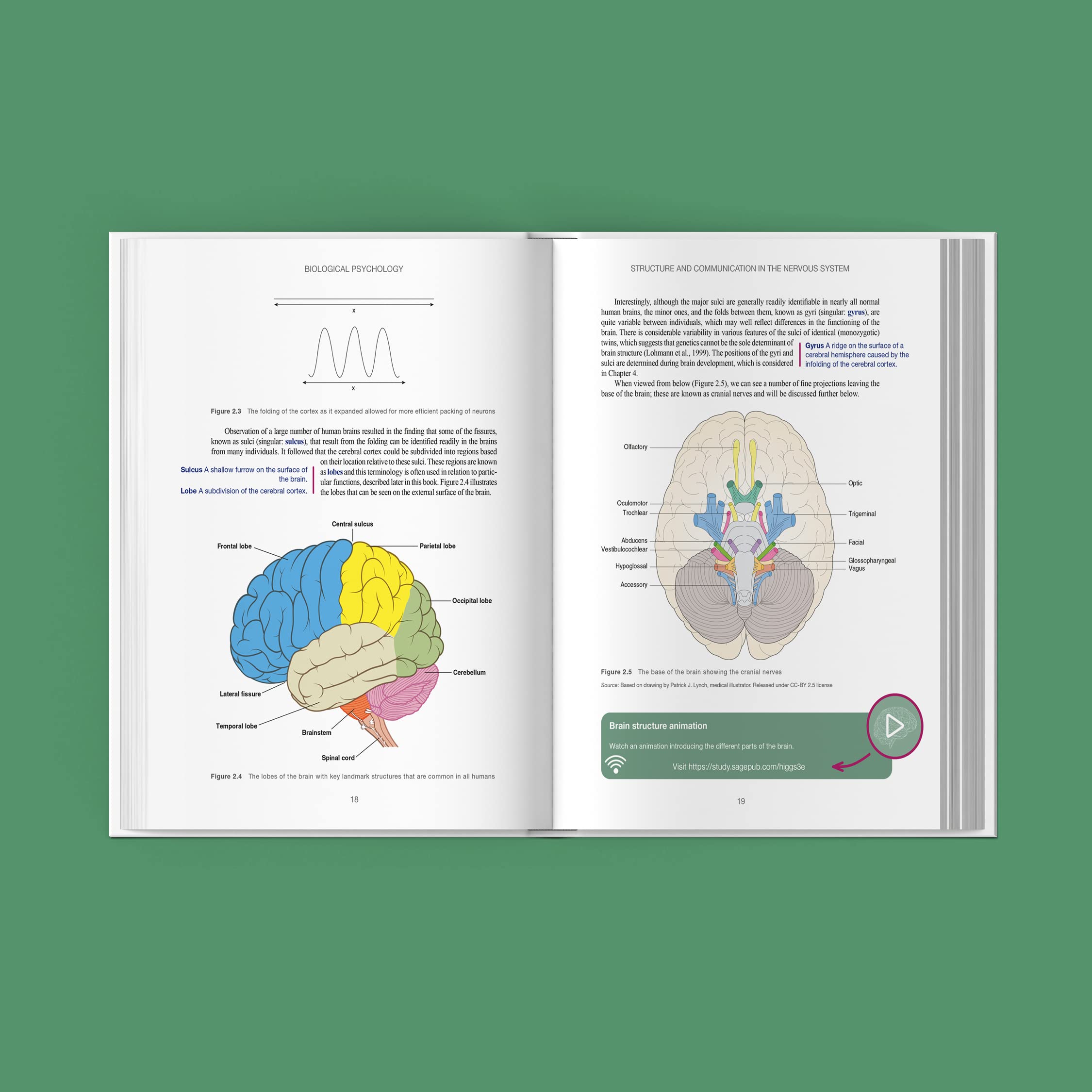 Biological Psychology